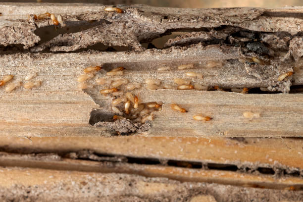 Best Emergency Pest Control  in Millville, NJ